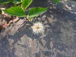 Button Bush (Cephalanthus occidentalis), flower