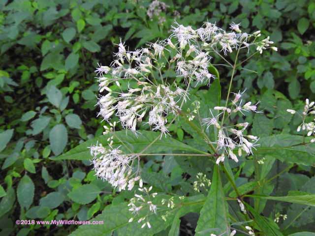 Spotted Joe-Pye Weed (Eupatorium maculatum)