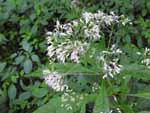 Spotted Joe-Pye Weed (Eupatorium maculatum), flower
