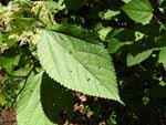 Wood Nettle (Laportea canadensis), leaf