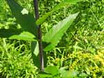 Tall Sunflower (Helianthus giganteus), leaf