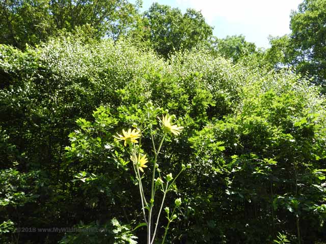 Tall Sunflower (Helianthus giganteus)