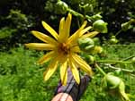 Tall Sunflower (Helianthus giganteus), flower