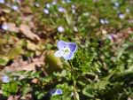Persian Speedwell (Veronica persica), flower