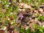 Purple Dead Nettle (Lamium purpureum), flower