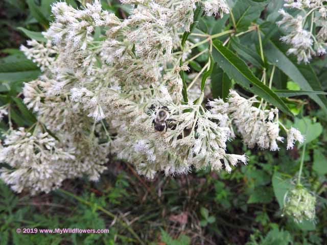 Upland Boneset (Eupatorium sessilifolium)