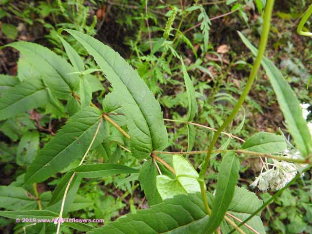 Upland Boneset (Eupatorium sessilifolium)