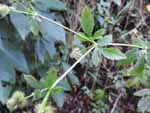 Black Snakeroot (Sanicula candensis), leaf