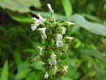 Catnip (Nepeta cataria), flower