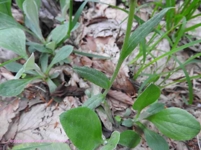 Plantainleaf Pussytoes (Antennaria plantaginifolia)