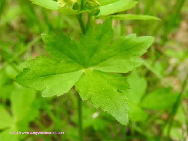 Blisterwort (Ranunculus recurvatus)