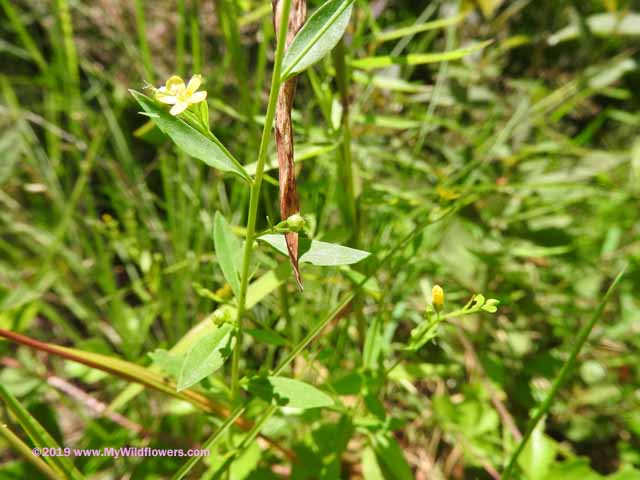 Woodland Flax (Linum virginianum)
