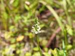 Whorled Milkwort (Polygala verticillata), flower