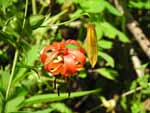 Turk's-Cap Lily (Lilium superbum), flower
