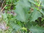 Jimsonweed (Datura stramonium), leaf