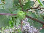 Jimsonweed (Datura stramonium), fruit/seed
