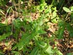 Canada Thistle (Cirsium arvense), leaf