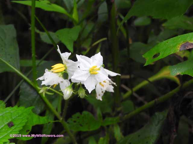 Horse nettle (Solanum carolinense)