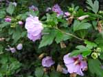 Rose of Sharon (Hibiscus syriacus), tech