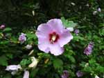 Rose of Sharon (Hibiscus syriacus), flower