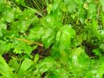 Wild Parsnip (Pastinaca sativa), leaf