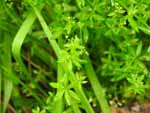 Marsh Bedstraw (Galium palustre), leaf