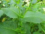 Cup-Plant (Silphium perfoliatum), leaf