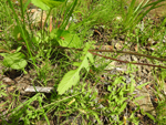 Golden Ragwort (Senecio aureus), leaf