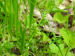 Thyme-Leaved Speedwell (Veronica serpyllifolia), leaf