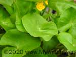 Marsh Marigold (Caltha palustris), leaf