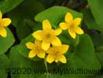 Marsh Marigold (Caltha palustris), flower