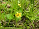 Round-Leaved Yellow Violet