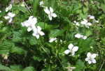 Northern White Violet (Viola macloskeyi), flower