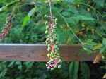 Pokeweed (Phytolacca), fruit/seed