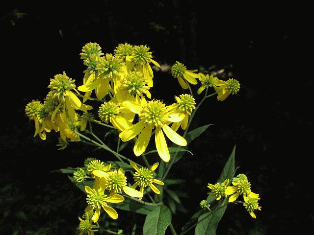 Wingstem (Actinomeris alternifolia)