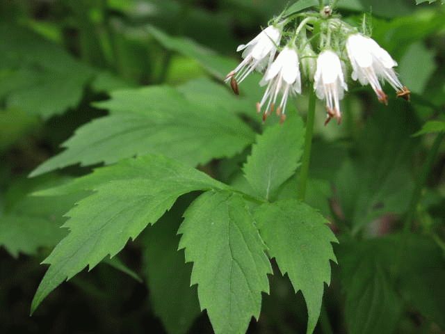 Virginia Waterleaf (Hydrophyllum virginianum)