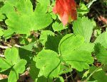 Wild Columbine (Aquilegia canadensis), leaf