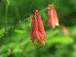 Wild Columbine (Aquilegia canadensis), flower