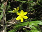 Yellow Star Grass (Hypoxis hirsuta), flower
