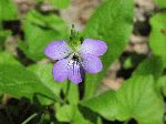 Common Blue Violet (Viola papilionacea), flower