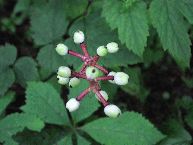 White Baneberry (Actaea pachypoda)