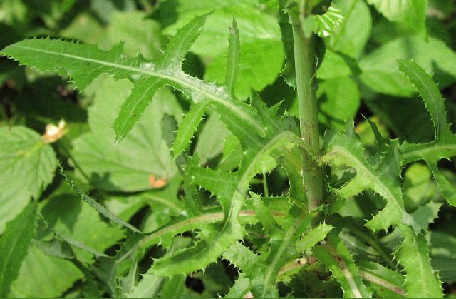 Common Sow-Thistle (Sonchus oleraceus)