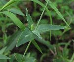 Bladder Campion (Silene vulgaris), leaf