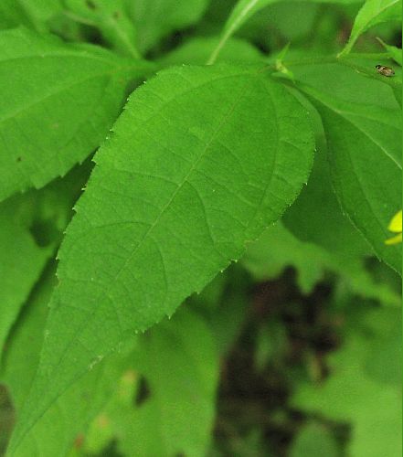 Woodland Sunflower (Helianthus divaricatus)