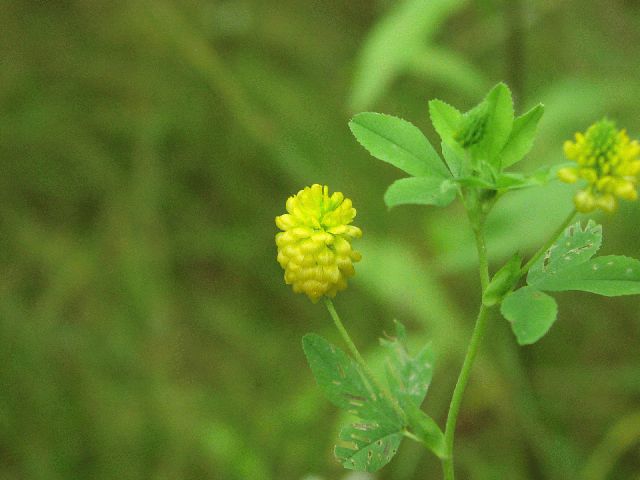 Hop Clover (Trifolium aureum)