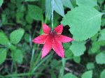 Canada Lily (Lilium canadense), flower