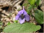 Long-Spurred Violet (Viola rostrata), flower