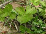 Barren Strawberry (Waldstenia fragarioides), leaf