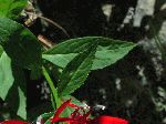 Cardinal Flower (Lobelia cardinalis), leaf