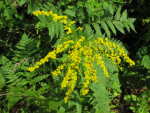 Early Goldenrod (Solidago juncea), flower